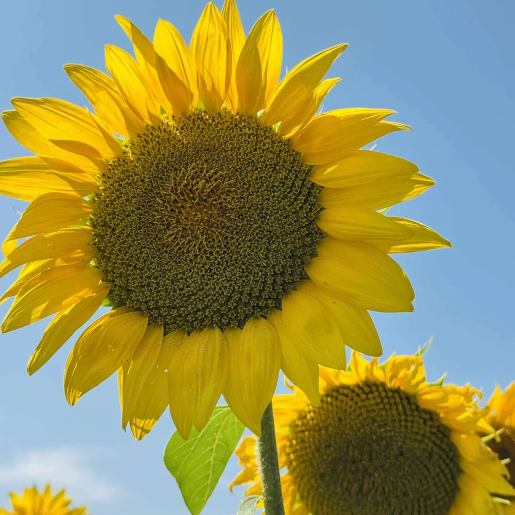 Is sunflower oil healthy